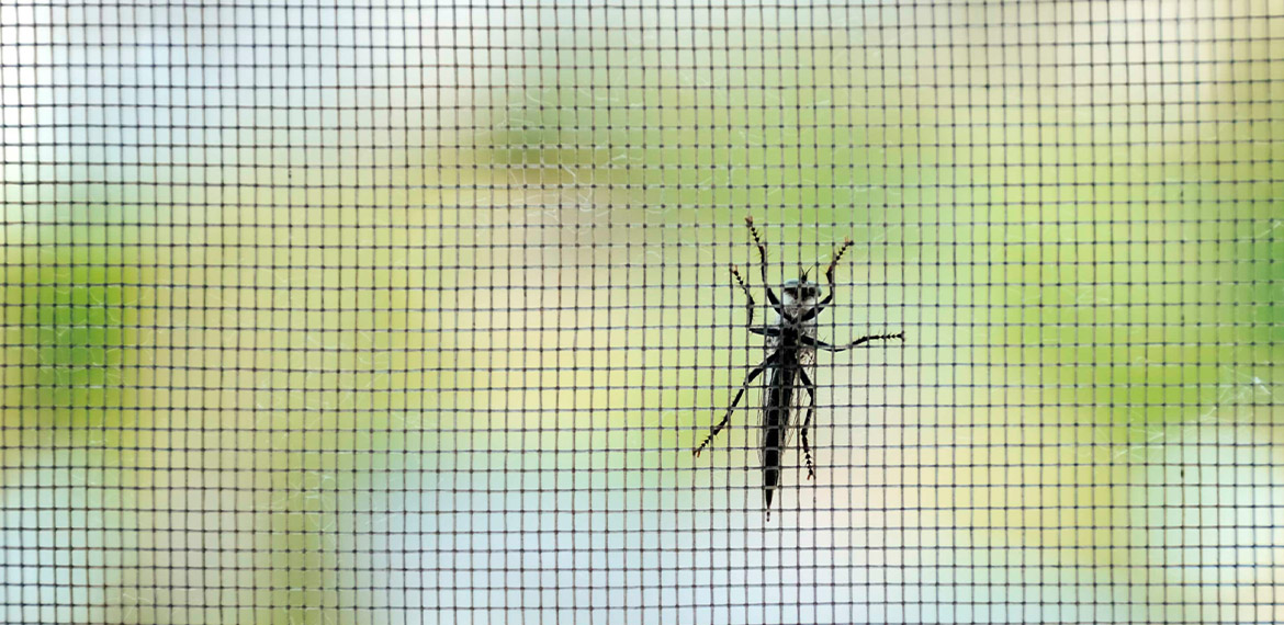 Schutz vor Mücken mit Schellenberg 