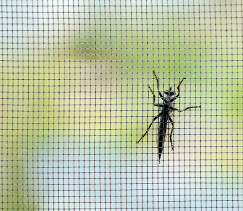 Schutz vor Mücken mit Schellenberg 
